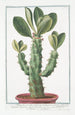 Tithymalus aizooides arborescens with angular spiny stem and laurel-leaf leaves, spiny euphorbia with broad leaves - Giorgio Bonelli — artwork view