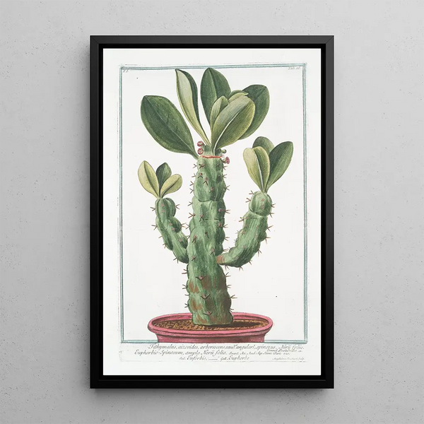Tithymalus aizooides arborescens with angular spiny stem and laurel-leaf leaves, spiny euphorbia with broad leaves - Giorgio Bonelli — framed artwork on a wall