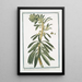 American Tithymalus frutescens with thicker leucothoe leaves and dark red flowers, arborescent American Tithymalus with obtuse almond leaves - Giorgio Bonelli — framed artwork on a wall