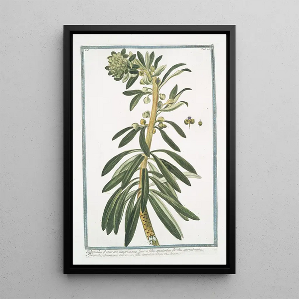 American Tithymalus frutescens with thicker leucothoe leaves and dark red flowers, arborescent American Tithymalus with obtuse almond leaves - Giorgio Bonelli — framed artwork on a wall