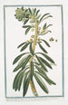 American Tithymalus frutescens with thicker leucothoe leaves and dark red flowers, arborescent American Tithymalus with obtuse almond leaves - Giorgio Bonelli — artwork view