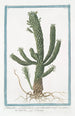 Tithymalus or Euphorbium aizooides with thick, branched stem Euphorbe Lpurge - Giorgio Bonelli — artwork view