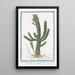 Tithymalus or Euphorbium aizooides with thick, branched stem Euphorbe Lpurge - Giorgio Bonelli — framed artwork on a wall