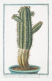 Tithymalus or Euphorbium aizooides African with very long and strong thorns, thick branched stem, and angular, dark-colored thorns - Giorgio Bonelli — artwork view