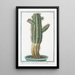 Tithymalus or Euphorbium aizooides African with very long and strong thorns, thick branched stem, and angular, dark-colored thorns - Giorgio Bonelli — framed artwork on a wall