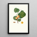 Abricot luisant ou Alexandrina jaune précoce Yellow Apricot - Giorgio Gallesio — framed artwork on a wall
