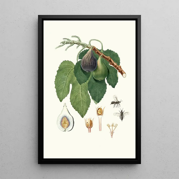 Caprifiguier - Giorgio Gallesio — framed artwork on a wall