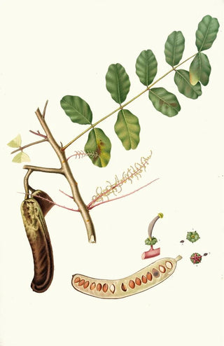 Giorgio Gallesio - Carobba Ceratonia Ceratonia siliqua Carob St Johns bread Locust bean.webp