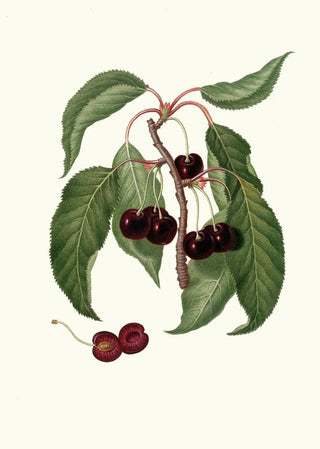 Giorgio Gallesio - Ciliega Napoletana Cerasus Duracina Hardfleshed cherry.webp