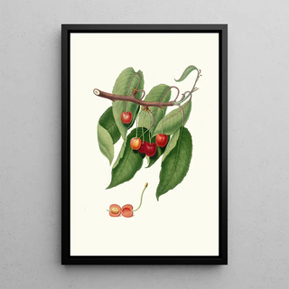 Giorgio Gallesio - Ciliegia duracina rossa Cerasus cordiformis duracina Cherry.webp