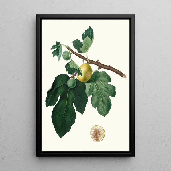 White Fig Tree - Giorgio Gallesio — framed artwork on a wall