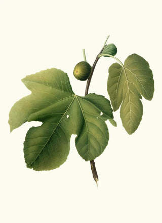 Giorgio Gallesio - Fico Briansolo Ficus carica sativa Briansole figs.webp