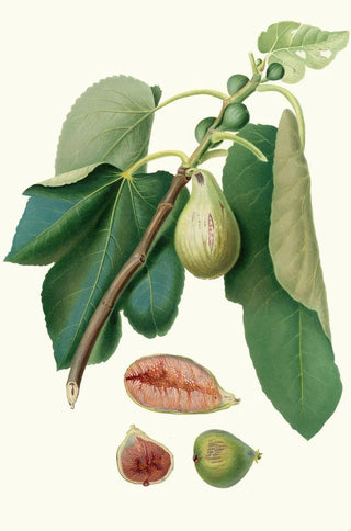 Giorgio Gallesio - Fico Monaco Fico della Lunigiana Fig Monaco.webp