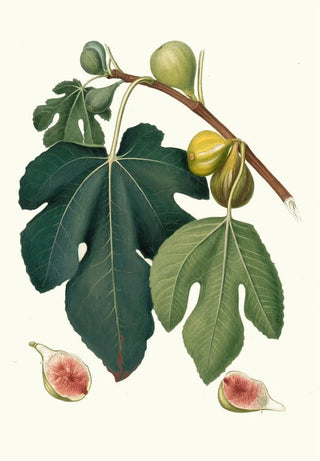 Giorgio Gallesio - Fico Pissaluto Ficus carica sativa Figs.webp