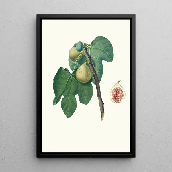Fig Tree Trojano - Giorgio Gallesio — framed artwork on a wall