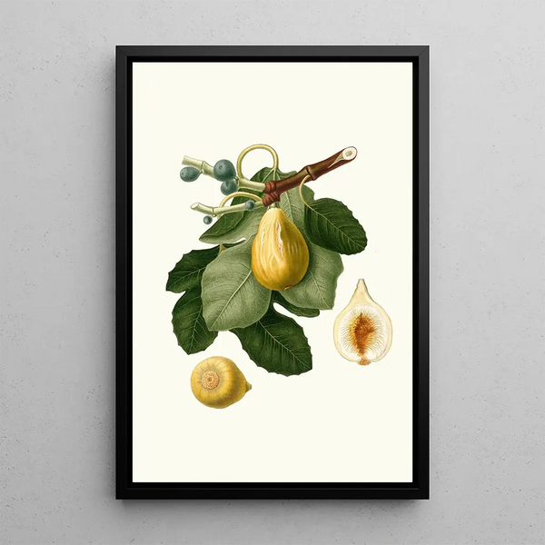 Fig Tree Painting - Giorgio Gallesio — framed artwork on a wall