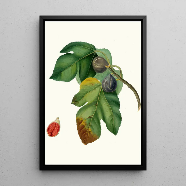 Fig tree pomegranate or Saint Germain - Giorgio Gallesio — framed artwork on a wall