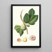 Fig Tree Paradiseo - Giorgio Gallesio — framed artwork on a wall