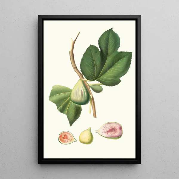 Fig Tree Paradiseo - Giorgio Gallesio — framed artwork on a wall