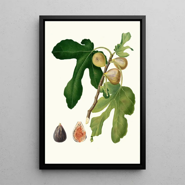 Fig Tree Painting Vezzoso - Giorgio Gallesio — framed artwork on a wall