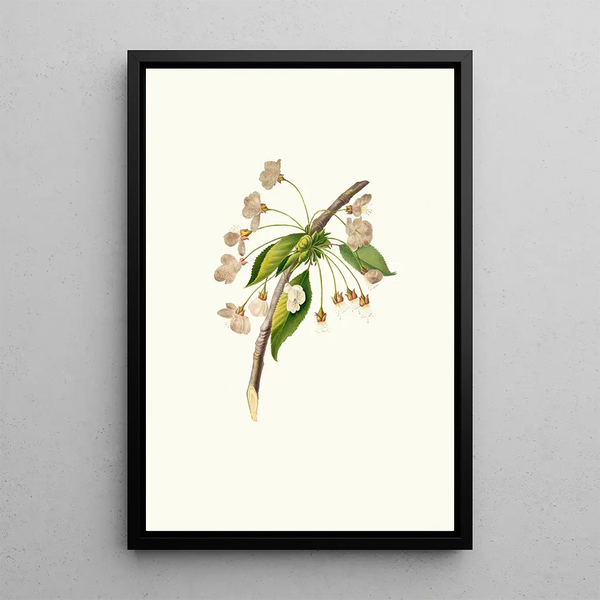 Cherry Blossom Painting Grafione - Giorgio Gallesio — framed artwork on a wall