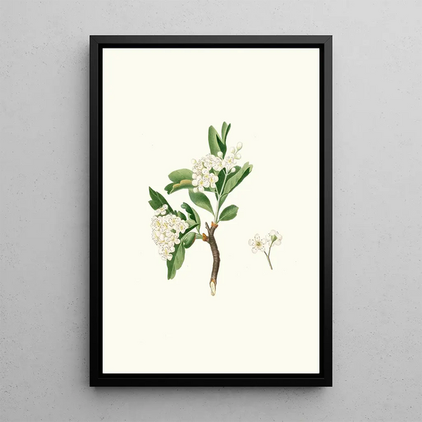 Flower of the loquat - Giorgio Gallesio — framed artwork on a wall