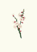 Apricot Blossom - Giorgio Gallesio — artwork view