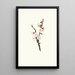 Apricot Blossom - Giorgio Gallesio — framed artwork on a wall