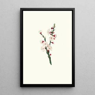 Giorgio Gallesio - Fiori di Albicocco Apricot flower.webp