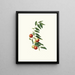 Jujube with round fruit - Giorgio Gallesio — framed artwork on a wall