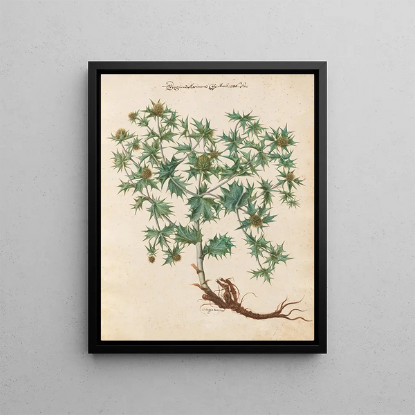 Plants diverses Pl01 - Giovanna Garzoni — framed artwork on a wall
