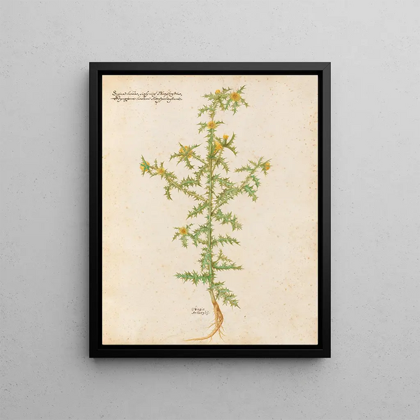 Plants diverses Pl02 - Giovanna Garzoni — framed artwork on a wall