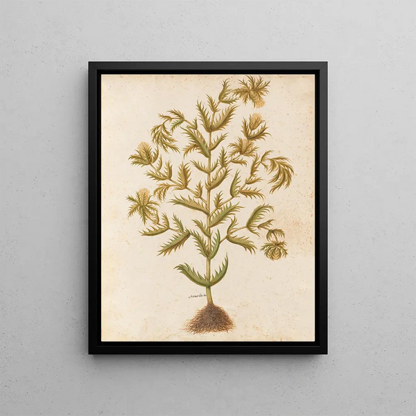 Plantes diverses Pl03 - Giovanna Garzoni — framed artwork on a wall