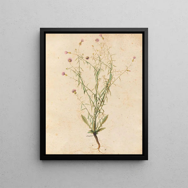 Plants diverses Pl04 - Giovanna Garzoni — framed artwork on a wall