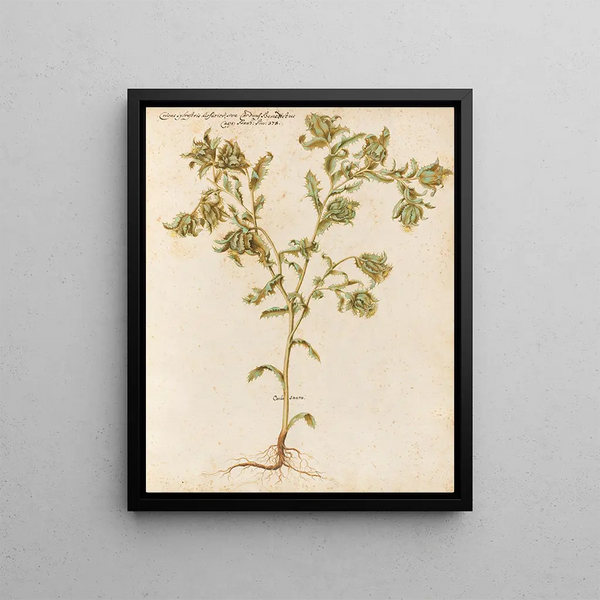 Plants diverses Pl05 - Giovanna Garzoni — framed artwork on a wall