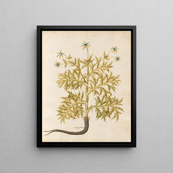 Plants diverses Pl06 - Giovanna Garzoni — framed artwork on a wall