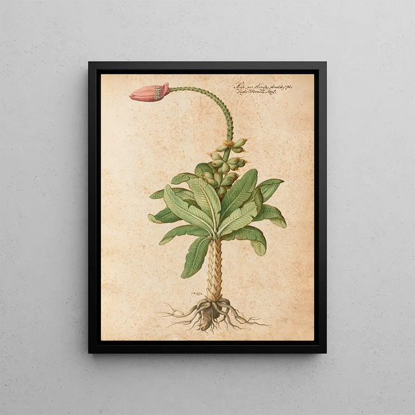 Plantes diverses Pl08 - Giovanna Garzoni — framed artwork on a wall
