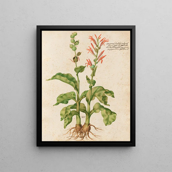 Plants diverses Pl09 - Giovanna Garzoni — framed artwork on a wall