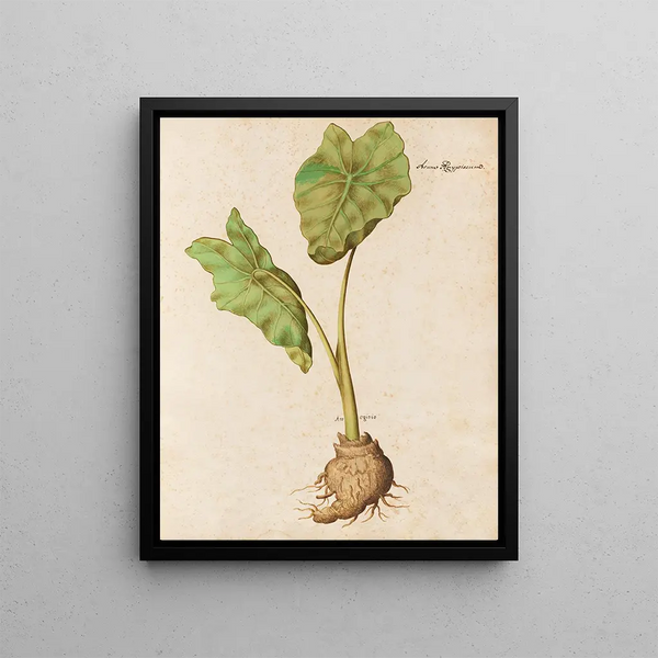 Plants various Pl10 - Giovanna Garzoni — framed artwork on a wall