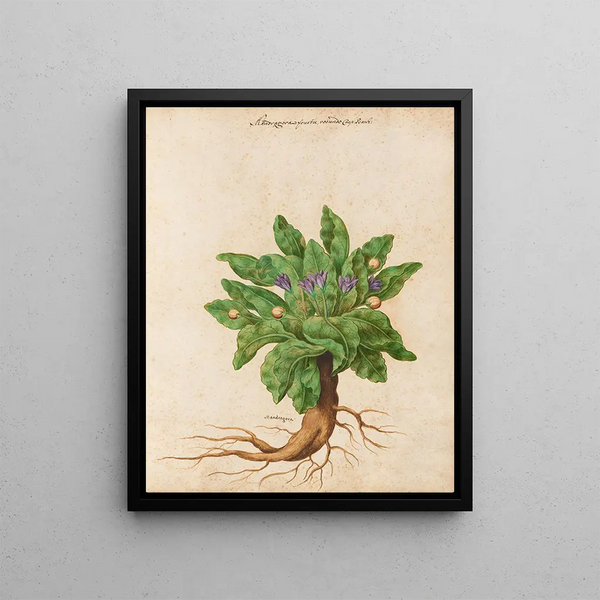 Plants diverses Pl11 - Giovanna Garzoni — framed artwork on a wall