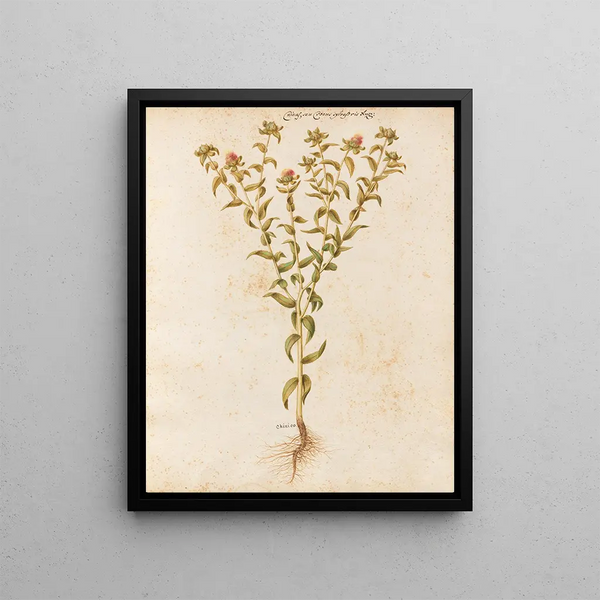 Plants diverses Pl12 - Giovanna Garzoni — framed artwork on a wall