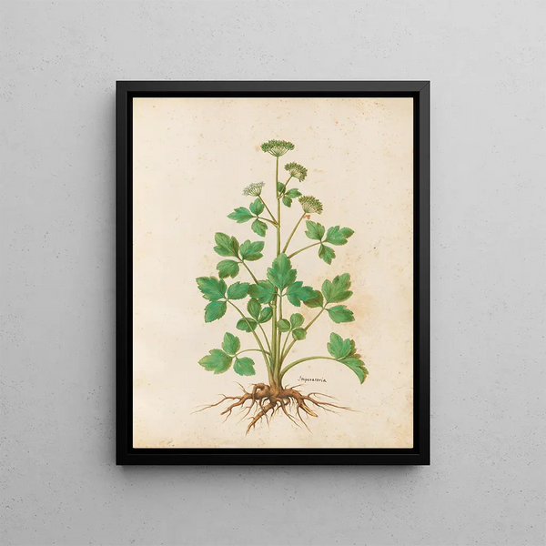 Plants various Pl13 - Giovanna Garzoni — framed artwork on a wall