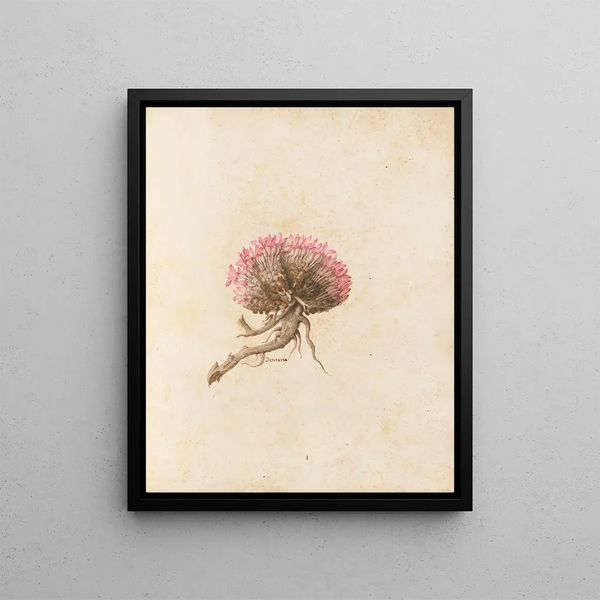 Plants diverses Pl14 - Giovanna Garzoni — framed artwork on a wall