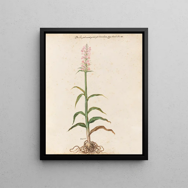 Plants assorted Pl15 - Giovanna Garzoni — framed artwork on a wall