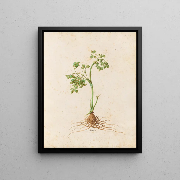 Plants diverses Pl16 - Giovanna Garzoni — framed artwork on a wall