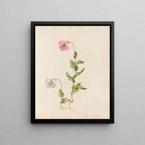 Plants various Pl17 - Giovanna Garzoni — framed artwork on a wall