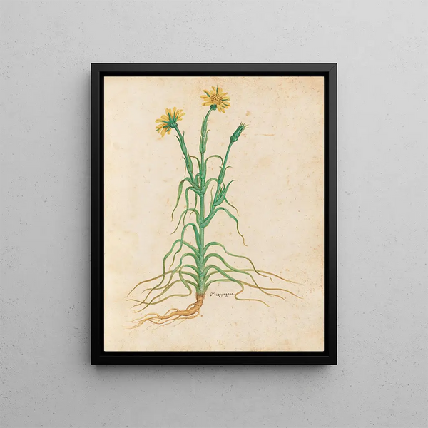 Plants diverses Pl18 - Giovanna Garzoni — framed artwork on a wall