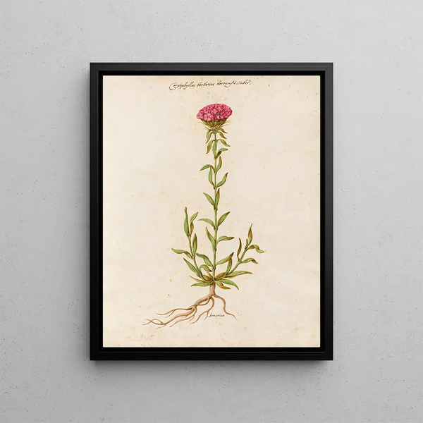 Plants diverses Pl19 - Giovanna Garzoni — framed artwork on a wall