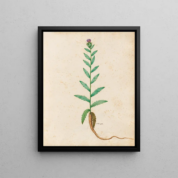Plants various Pl20 - Giovanna Garzoni — framed artwork on a wall