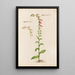 Plantes variées Pl21 - Giovanna Garzoni — framed artwork on a wall